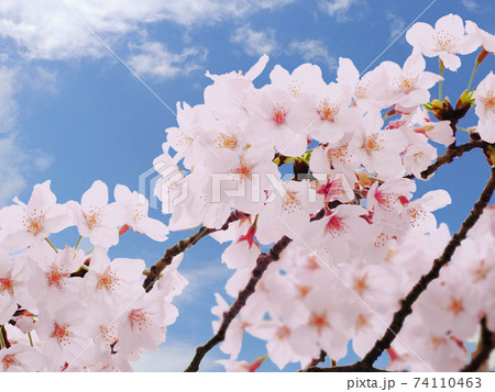 青空に桜　背景素材 74110463