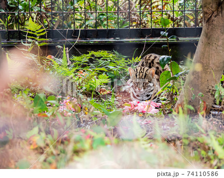 ベンガルヤマネコ 74110586