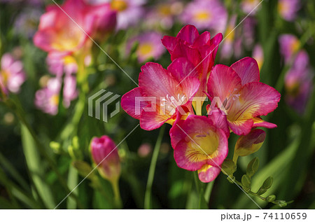 フリージアの写真素材