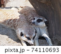 ミーアキャット 74110693