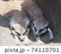 ミーアキャット 74110701