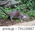 カワウソ 74110887