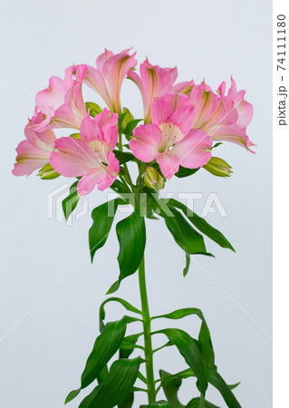 アルストロメリア アルストロメリア 74111180