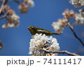 花をついばむメジロ 74111417