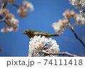花をついばむメジロ 74111418