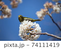 花をついばむメジロ 74111419