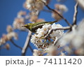 花をついばむメジロ 74111420