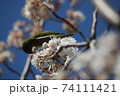 花をついばむメジロ 74111421
