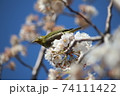花をついばむメジロ 74111422