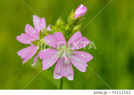 Malva Alcea flower in summer meadow Malva Alcea flower in summer meadow 74111532