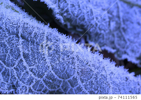 氷の結晶 氷の結晶 74111565