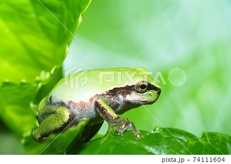ニホンアマガエルの幼体 74111604