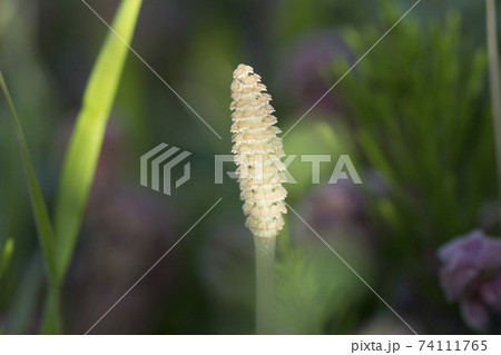 ツクシ ツクシ 74111765
