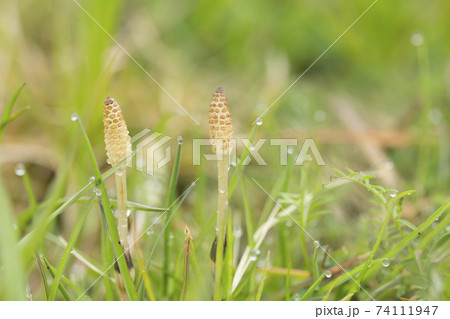 ツクシ ツクシ 74111947