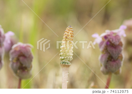 ツクシ ツクシ 74112075