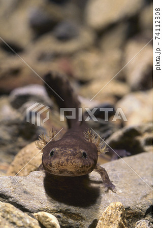 正面から見たヒガシヒダサンショウウオの幼生の写真素材 [74112308] - PIXTA