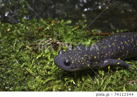 苔の上のヒガシヒダサンショウウオ上半身 74112344