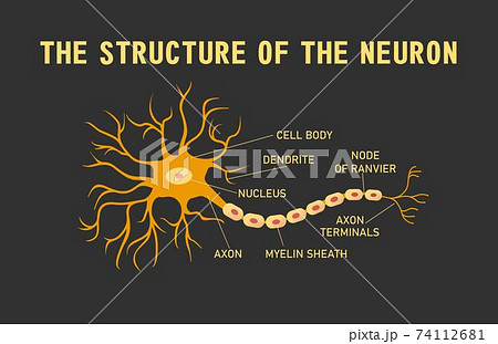 Structure Of The Brain Neuronのイラスト素材