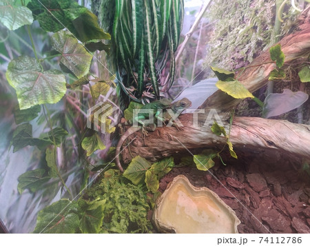 Green Water Dragon. Chinese Water Dragon. Physignathus cocincinus. Green Water Dragon. Chinese Water Dragon. Physignathus cocincinus. 74112786