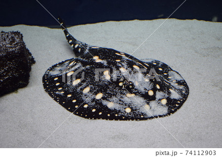 Stingray swimming in aquarium tank. Stingray closeup view Stingray swimming in aquarium tank. Stingray closeup view 74112903