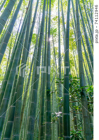 報国寺 幻想的な竹林と美味しい抹茶を堪能できる鎌倉のお寺 報国寺 幻想的な竹林と美味しい抹茶を堪能できる鎌倉のお寺 74112946