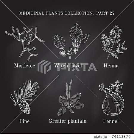Vintage collection of hand drawn medical herbs and plants 74113376