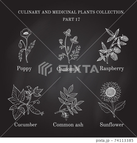 Vintage collection of hand drawn medical herbs and plants Vintage collection of hand drawn medical herbs and plants 74113385