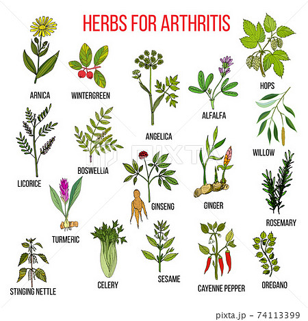 Herbs to fight arthritis boswellia, willow, celery, ginger, arnica, wintergreen, andelica, alfalfa, hop, licorice, ginseng, rosemary, turmeric, stringing nettle, sesame, cayenne pepper, oregano Herbs to fight arthritis boswellia, willow, celery, ginger, arnica, wintergreen, andelica, alfalfa, hop, licorice, ginseng, rosemary, turmeric, stringing nettle, sesame, cayenne pepper, oregano 74113399