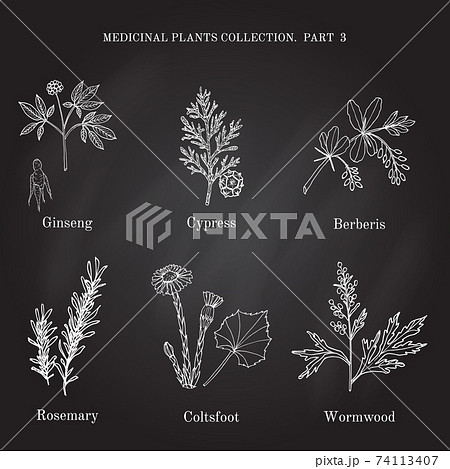 Vintage collection of hand drawn medical herbs and plants cypress, berberis, ginseng, rosemary, wormwood, coltsfoot 74113407
