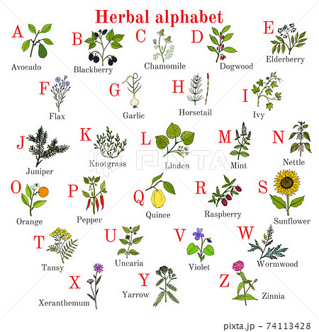 【美品・希少本】The Alphabet of Plants【入手困難】写真集
