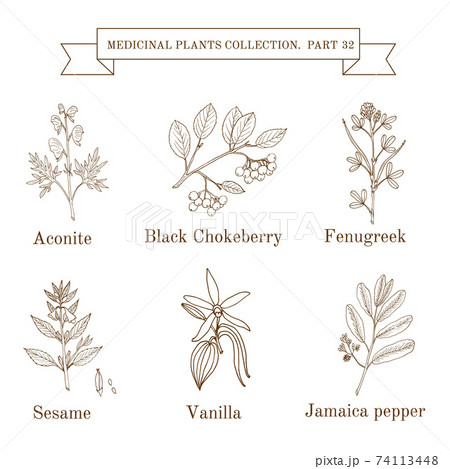 Vintage collection of hand drawn medical herbs and plants, aconite, black chokeberry, fenugreek, sesame, vanilla, jamaica pepper Vintage collection of hand drawn medical herbs and plants, aconite, black chokeberry, fenugreek, sesame, vanilla, jamaica pepper 74113448