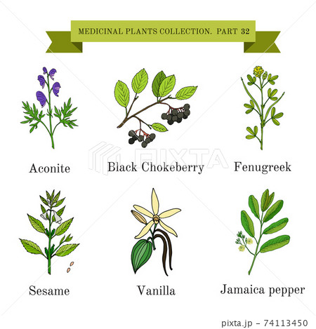 Vintage collection of hand drawn medical herbs and plants, aconite, black chokeberry, fenugreek, sesame, vanilla, jamaica pepper Vintage collection of hand drawn medical herbs and plants, aconite, black chokeberry, fenugreek, sesame, vanilla, jamaica pepper 74113450