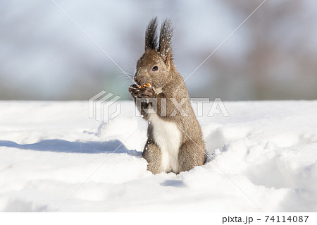 エゾリス Red squirrel 74114087