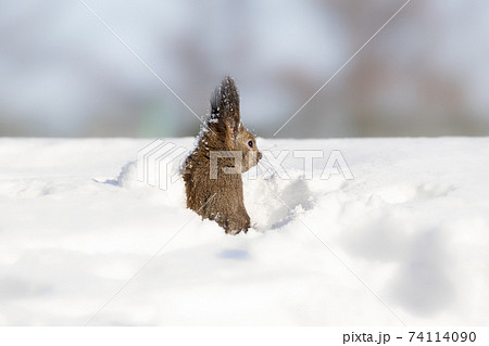 エゾリス Red squirrel エゾリス Red squirrel 74114090