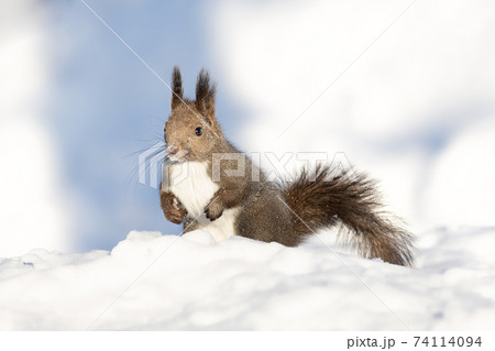 エゾリス Red squirrel エゾリス Red squirrel 74114094