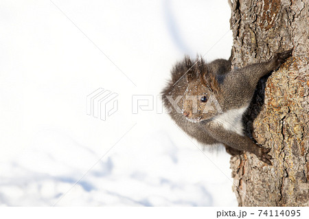 エゾリス Red squirrel エゾリス Red squirrel 74114095