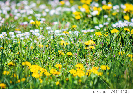 yellow dandelions among the grass. beautiful springtime nature background. shallow depth of field yellow dandelions among the grass. beautiful springtime nature background. shallow depth of field 74114189