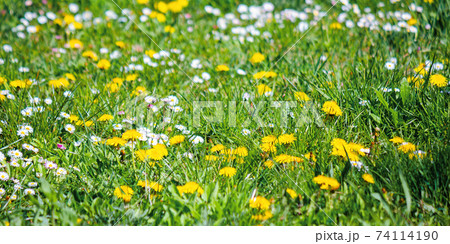 yellow dandelions among the grass. beautiful springtime nature background. shallow depth of field yellow dandelions among the grass. beautiful springtime nature background. shallow depth of field 74114190