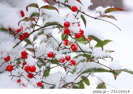 冠雪の南天 74114314