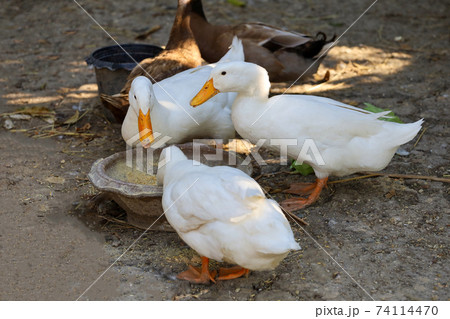 White female goose is eatting in garden 74114470
