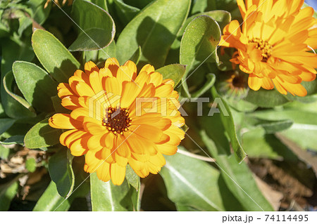 可憐なオレンジ色のキンセンカの花 可憐なオレンジ色のキンセンカの花 74114495