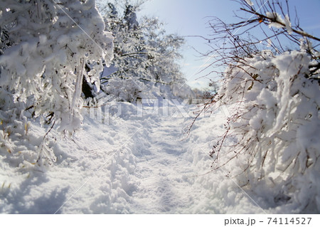 雪に包まれた大山(阿夫利山)の登山道の風景 雪に包まれた大山(阿夫利山)の登山道の風景 74114527