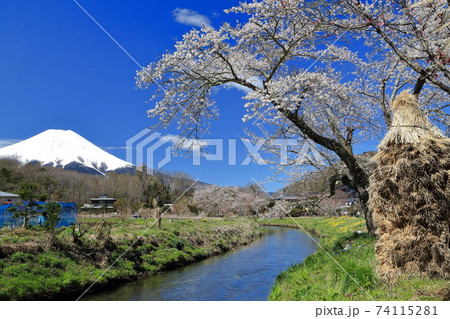 春の富士山と桜と小川 春の富士山と桜と小川 74115281