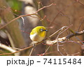 冬のもみじとメジロ 74115484