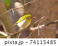 冬のもみじとメジロ 74115485