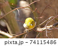 冬のもみじとメジロ 74115486
