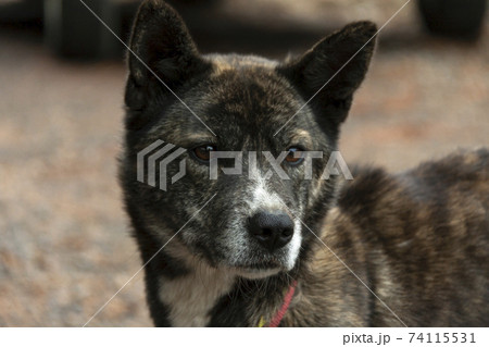 飼い犬の視線【散歩中の犬】 飼い犬の視線【散歩中の犬】 74115531