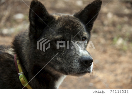 飼い犬の視線【散歩中の犬】 74115532