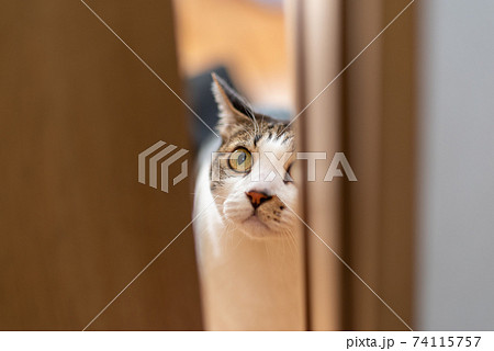 ドアの隙間から覗く猫　キジトラ猫 74115757