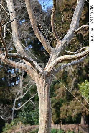 つるっとした特徴的な樹皮がよく見える落葉後のサルスベリ 74115769